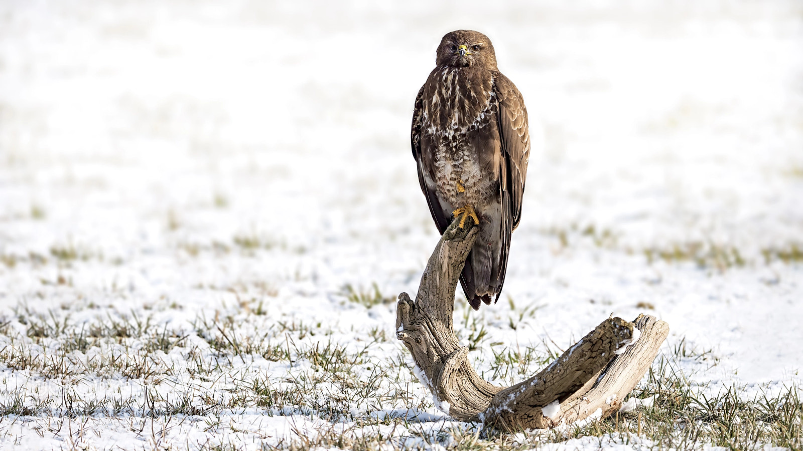 Panasonic Lumix DC-G9 sample photo. Common buzzard photography