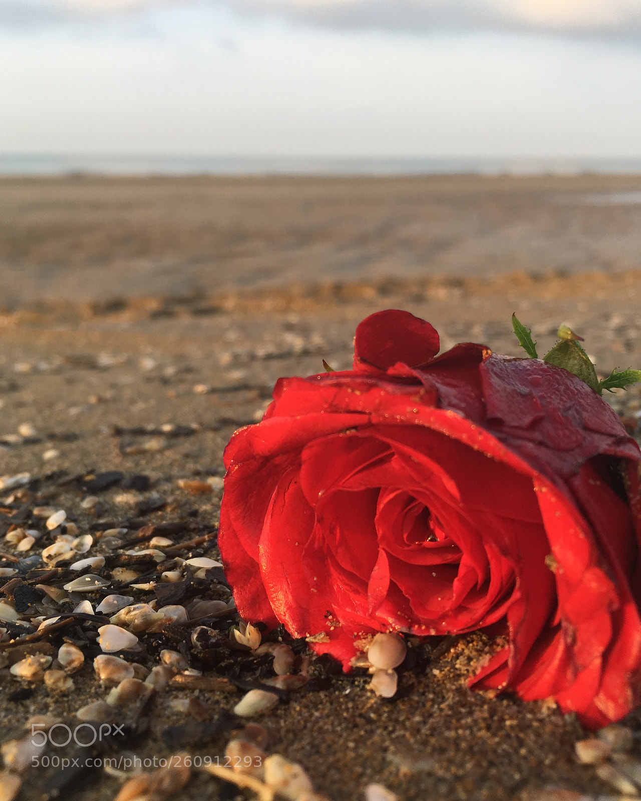 Apple iPhone SE sample photo. Sea rose photography