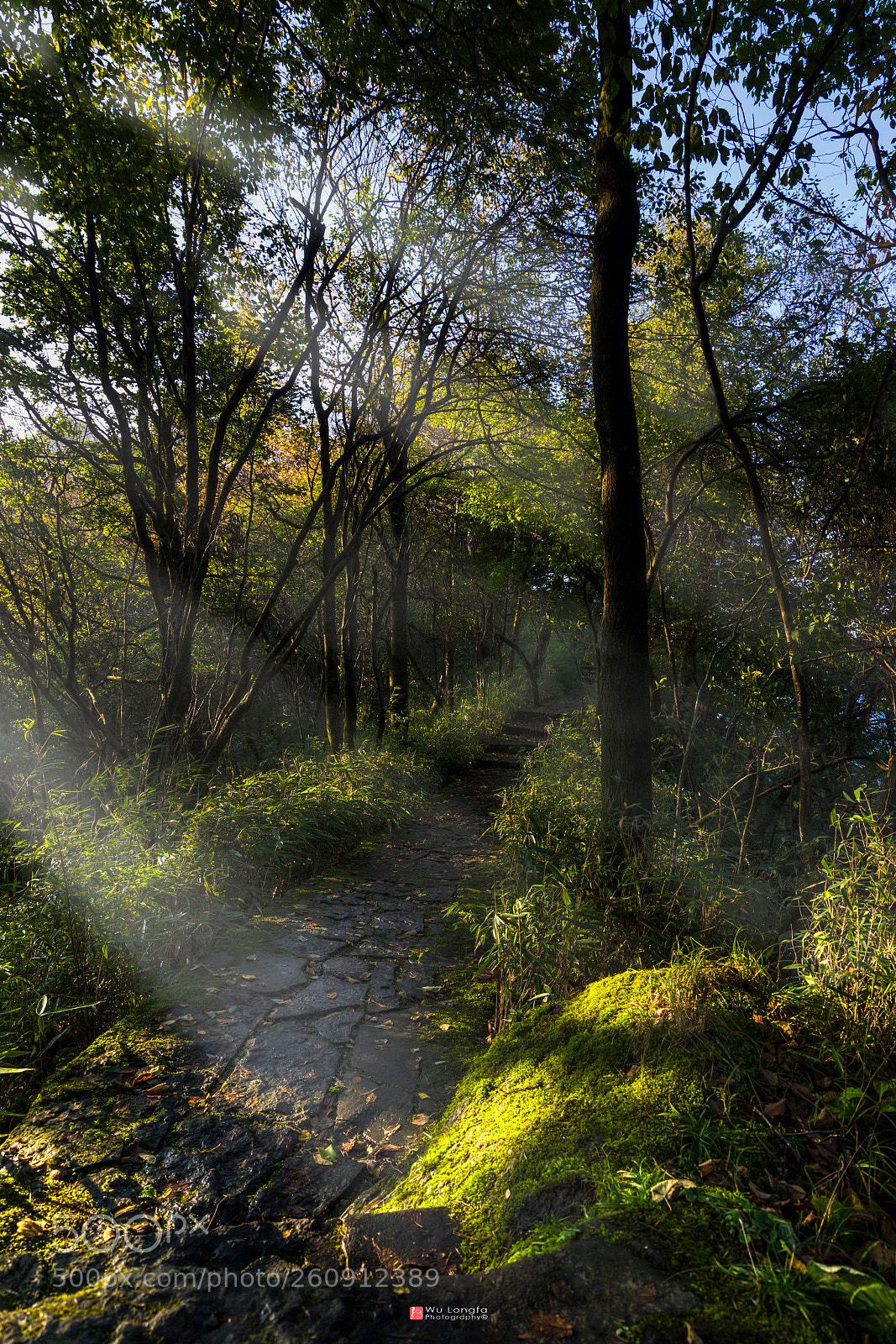 Sony a7 II sample photo. Forest photography
