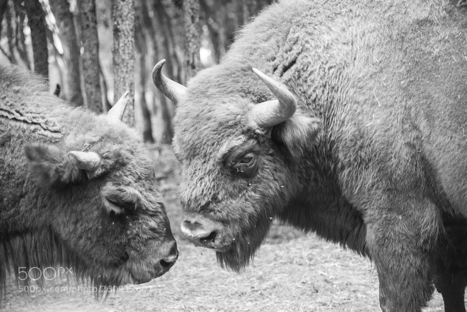 Nikon D750 sample photo. European bufalo in the photography