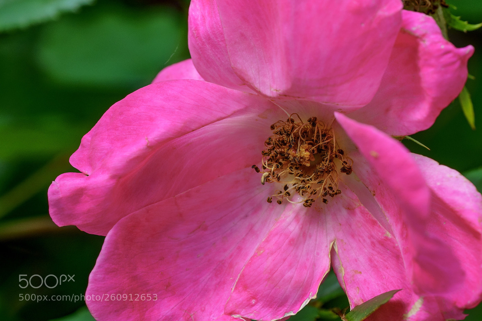 Sony a7 III sample photo. 7m3 test 5— pink photography