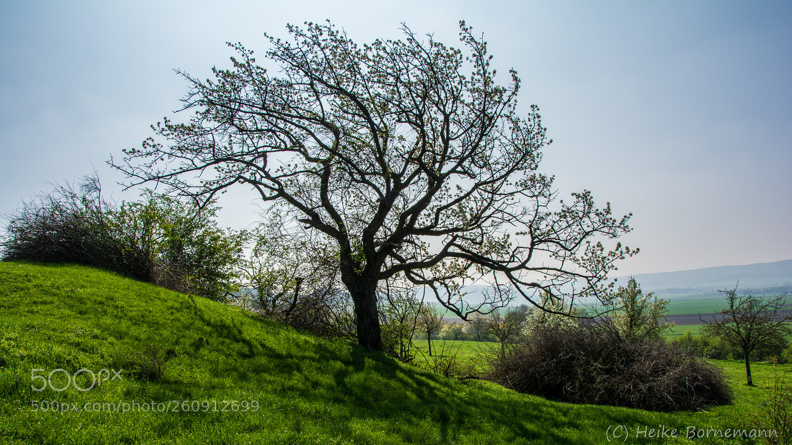 Nikon D5200 sample photo. Alter kirschbaum photography