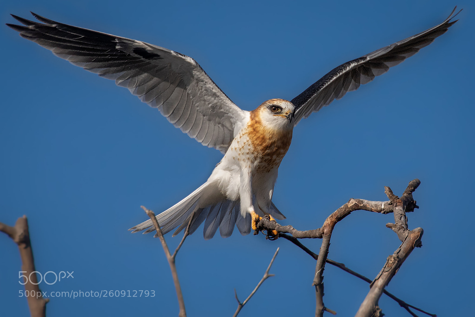 Canon EOS 7D Mark II sample photo. White-tailed kite landing photography