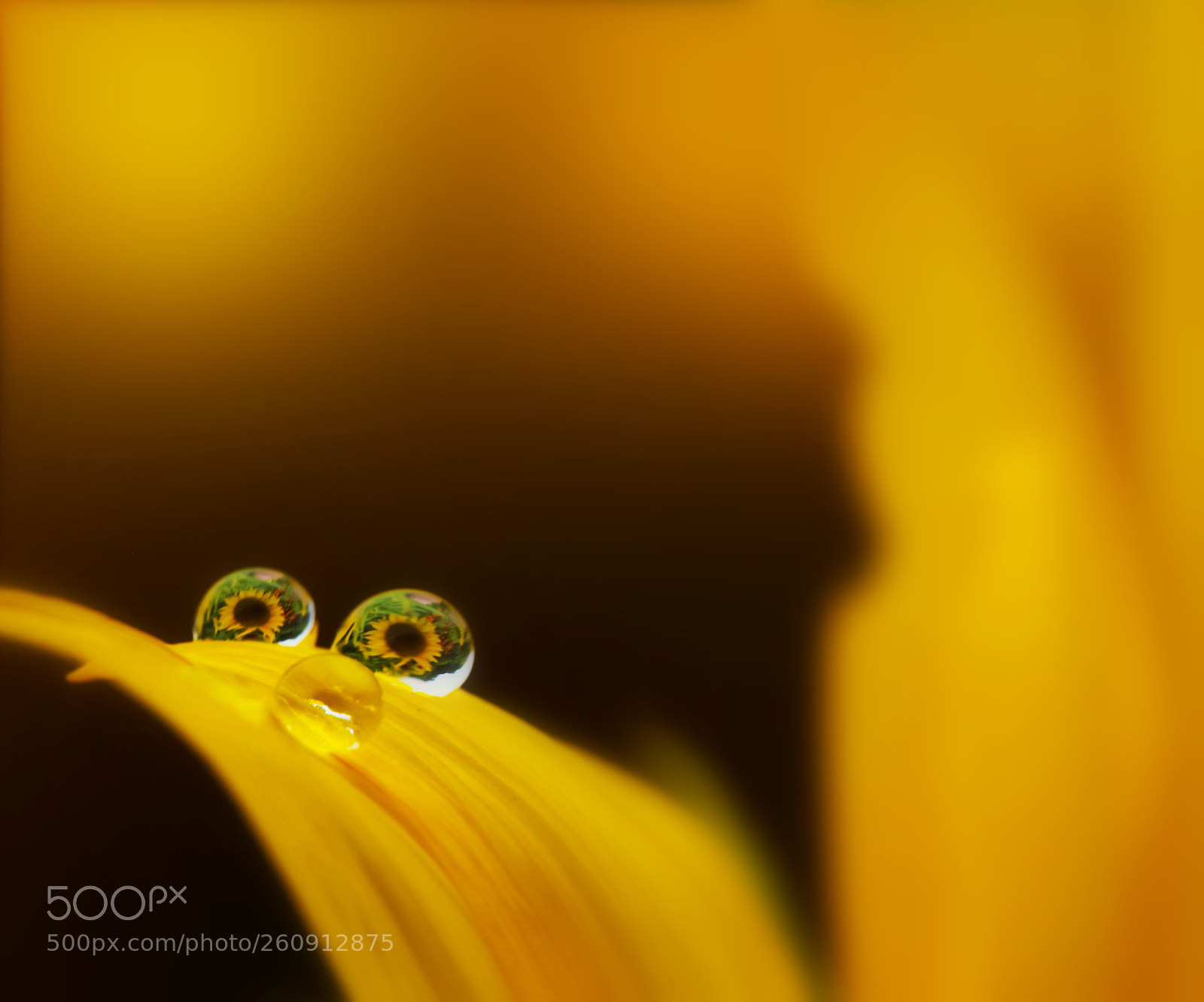 Canon EOS 5D Mark II sample photo. Eyes photography