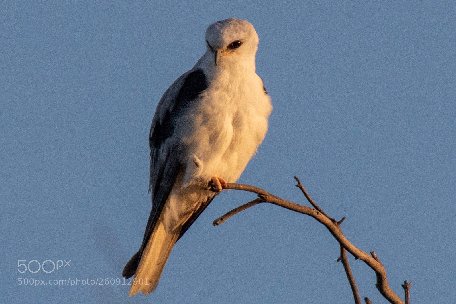 Canon EOS 7D Mark II sample photo. White tail kite
 photography