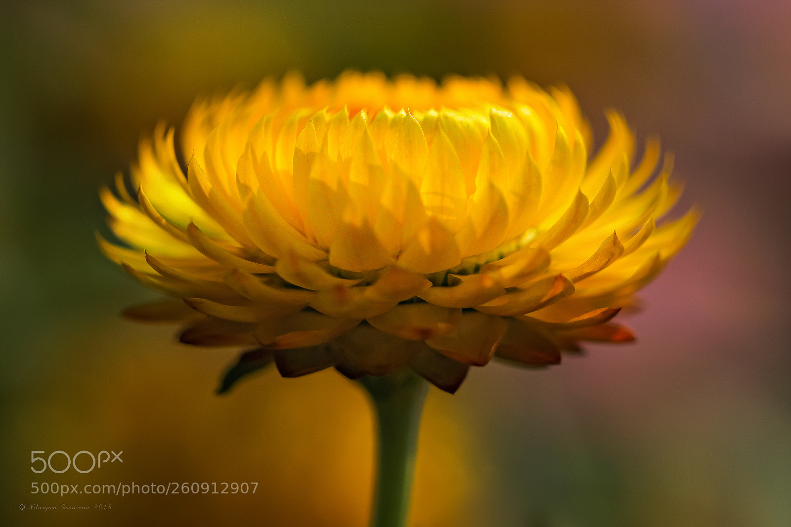 Canon EOS 600D (Rebel EOS T3i / EOS Kiss X5) sample photo. ... photography