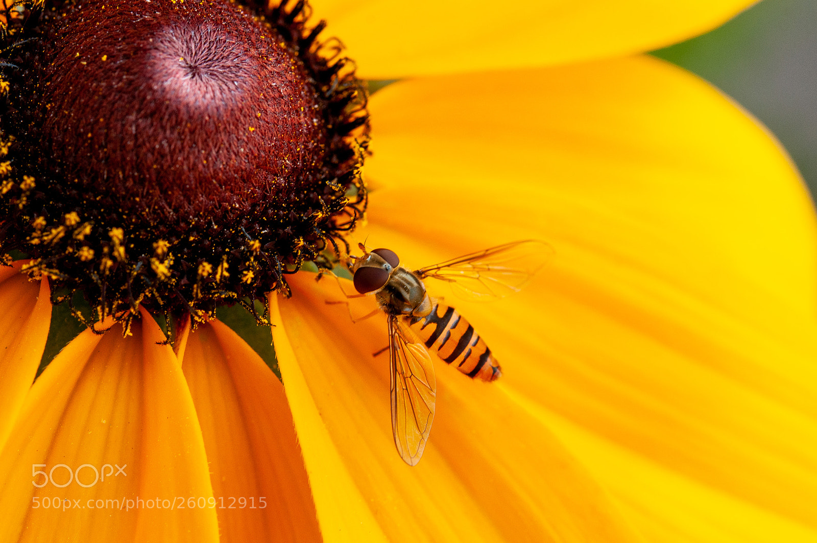 Nikon D300S sample photo. Hoverfly on rudbekia photography