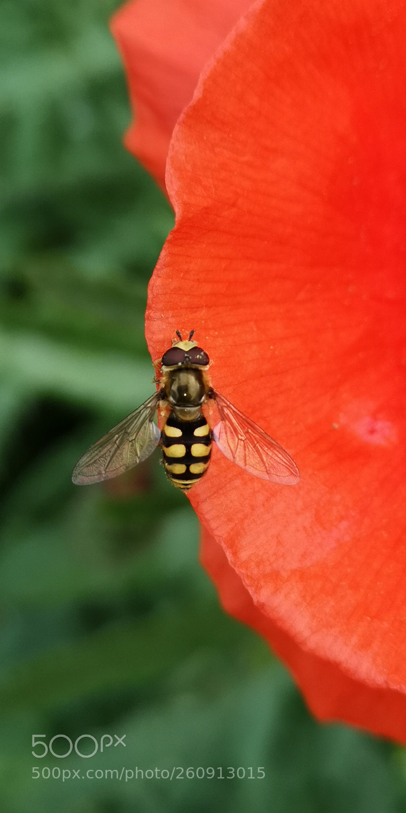 HUAWEI CLT-L29 sample photo. Bzzz photography