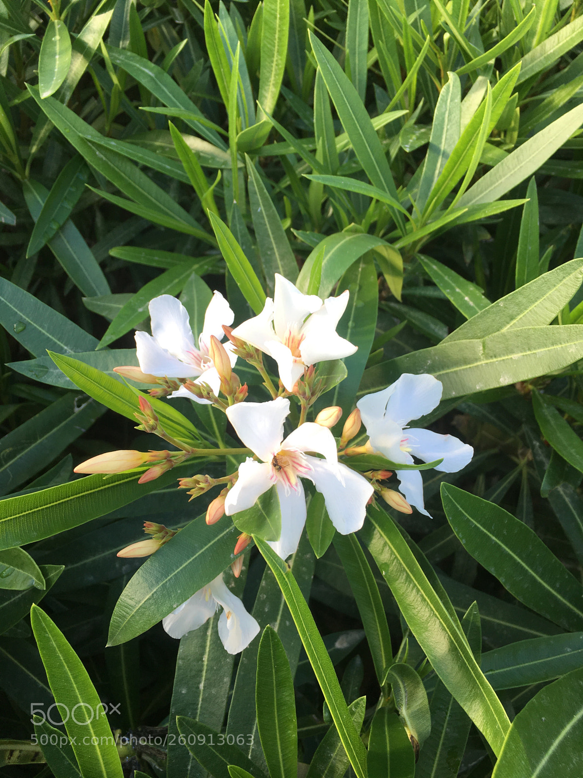 Apple iPhone 6s Plus sample photo. Untitled photography