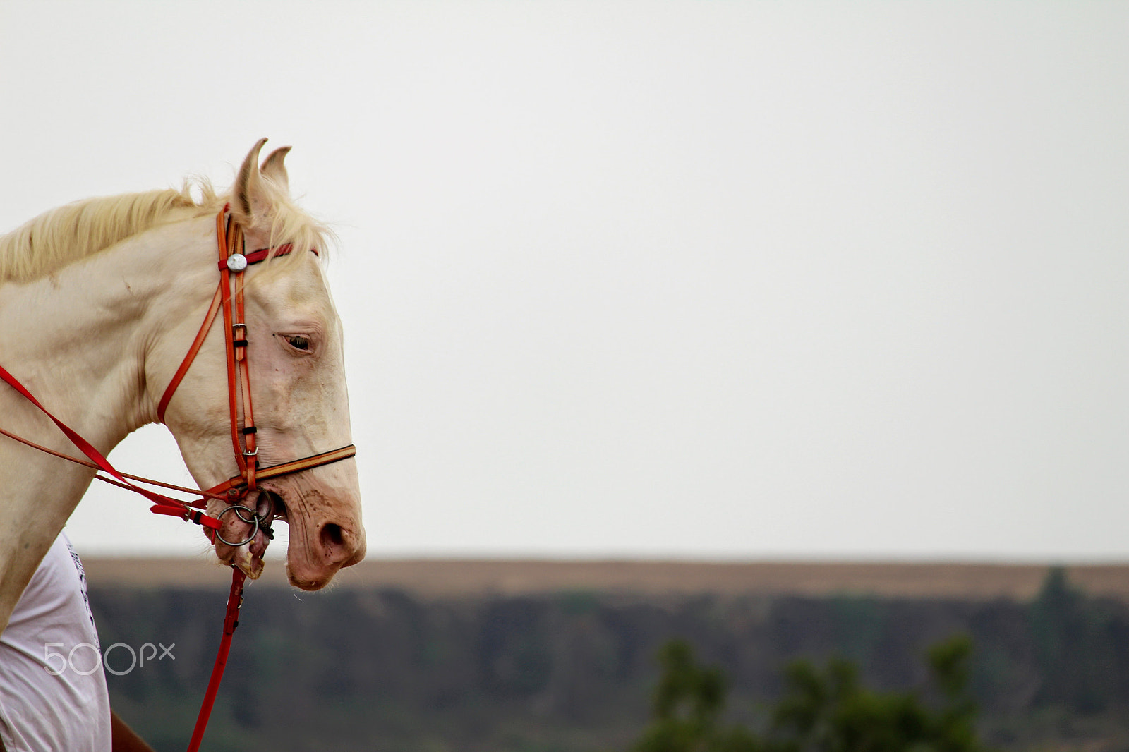 Canon EF-S 55-250mm F4-5.6 IS STM sample photo. Stallion photography