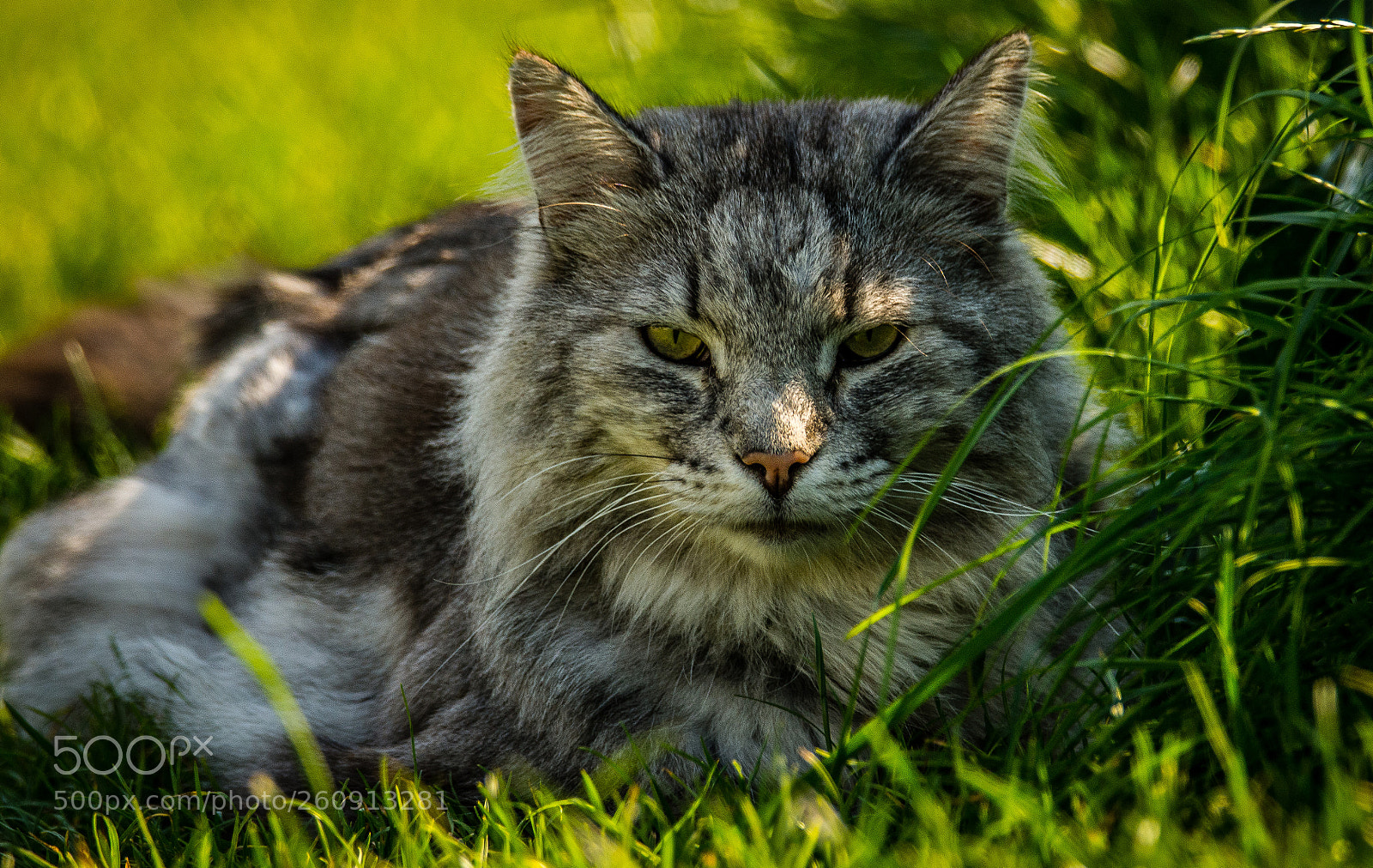 Nikon D7200 sample photo. The beast of herne photography