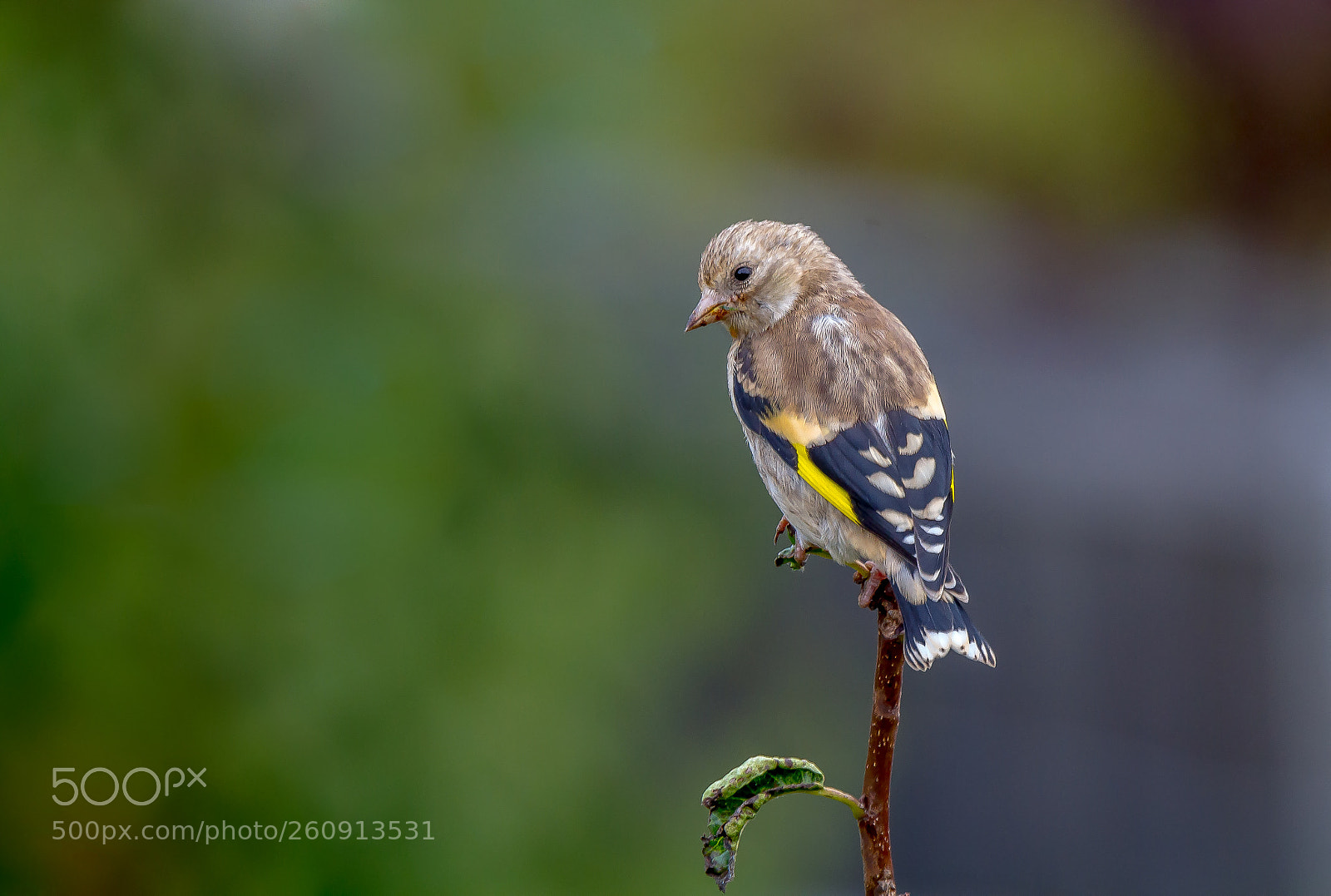 Canon EOS 7D sample photo. Young goldfinch photography