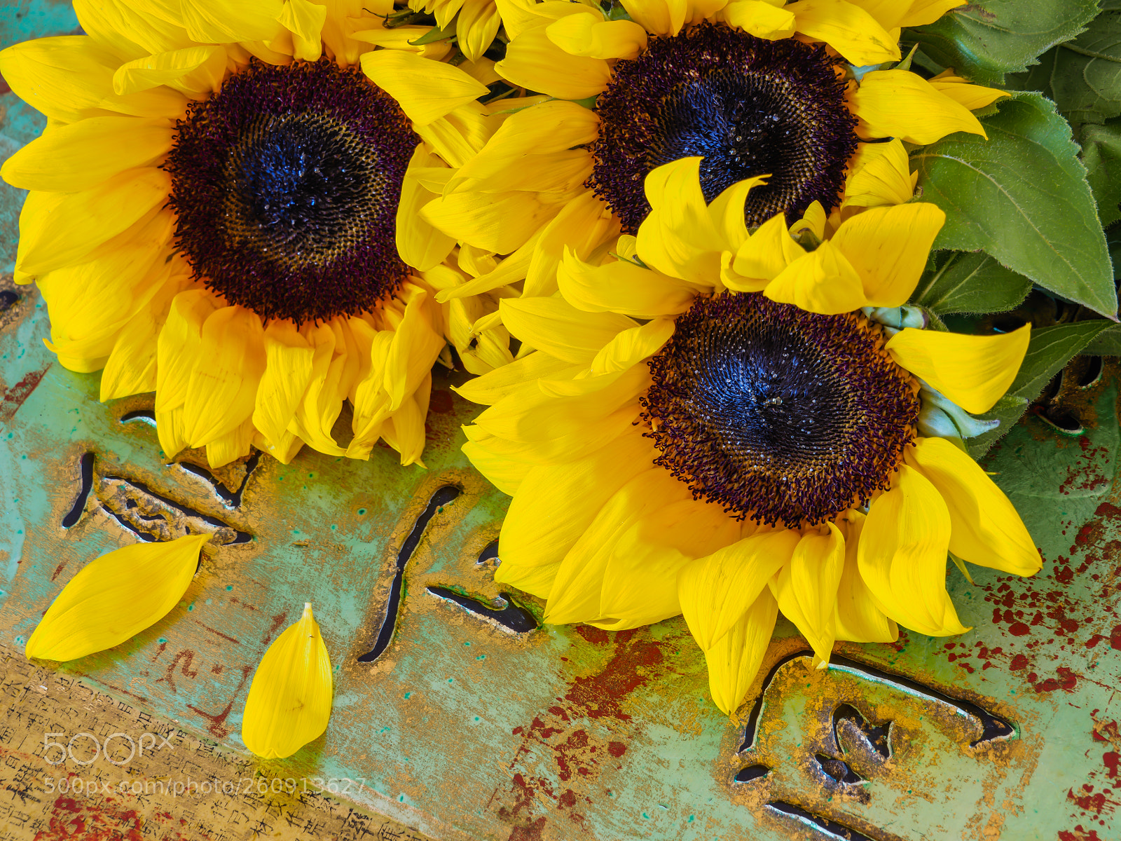Olympus OM-D E-M5 II sample photo. Sunshine photography