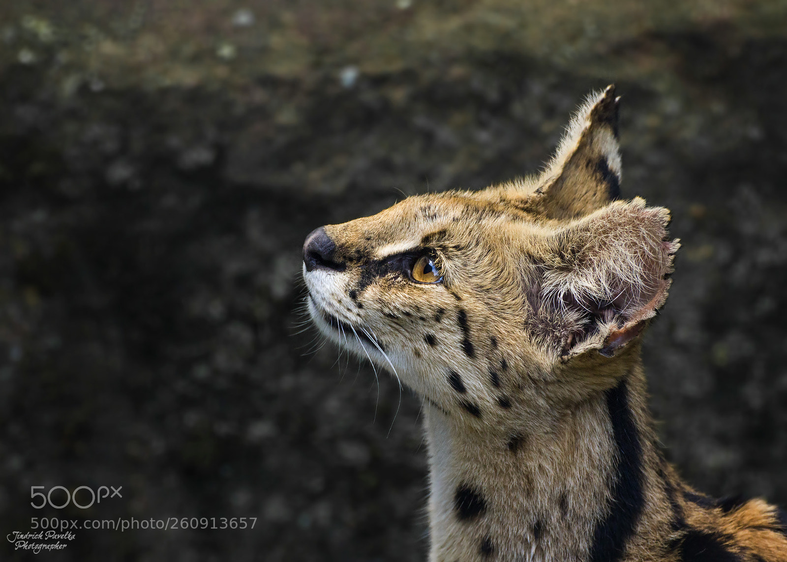 Canon EOS 100D (EOS Rebel SL1 / EOS Kiss X7) sample photo. Serval / leptailurus serval photography