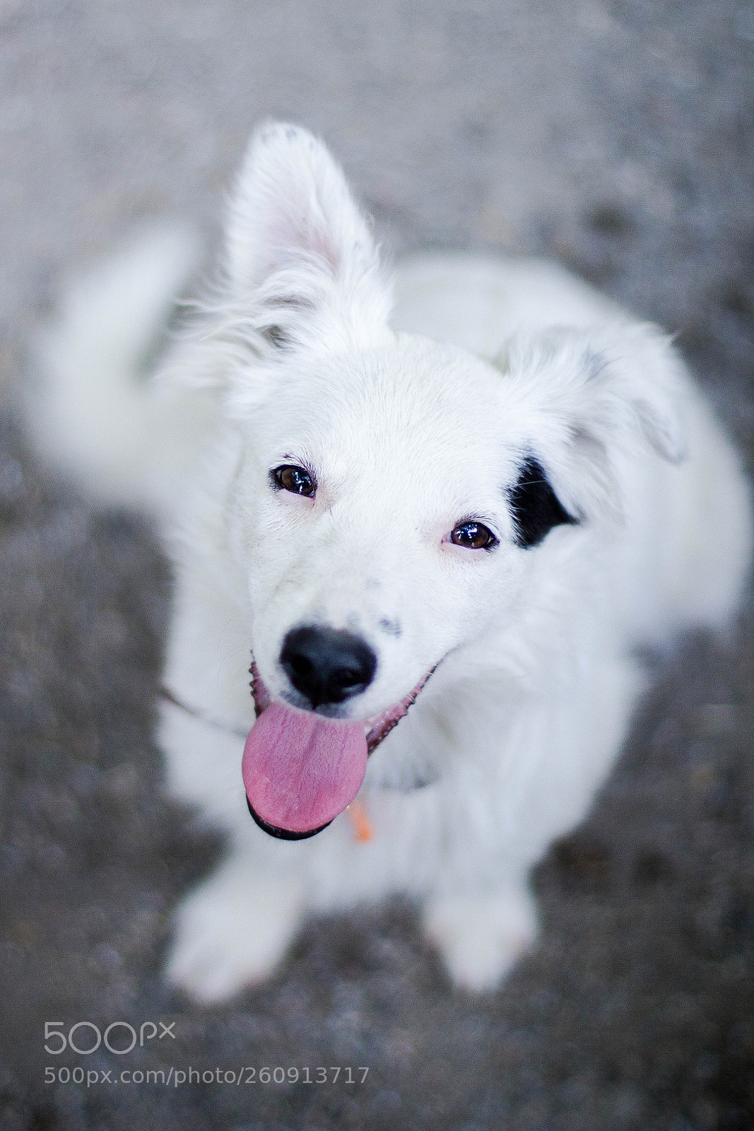 Canon EOS 60D sample photo. Smiling puppy photography