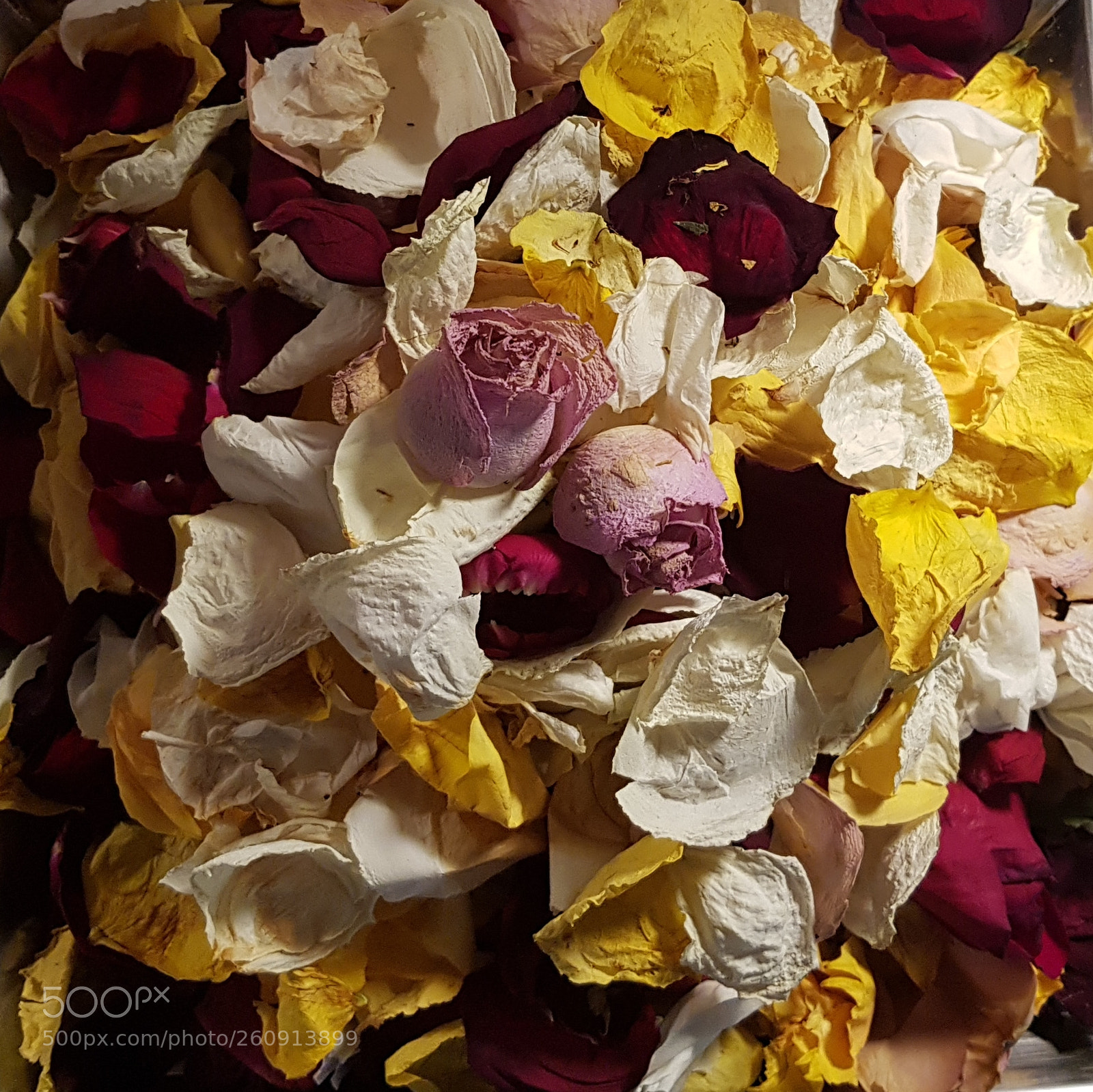 Samsung Galaxy S8+ sample photo. Thousand roses photography