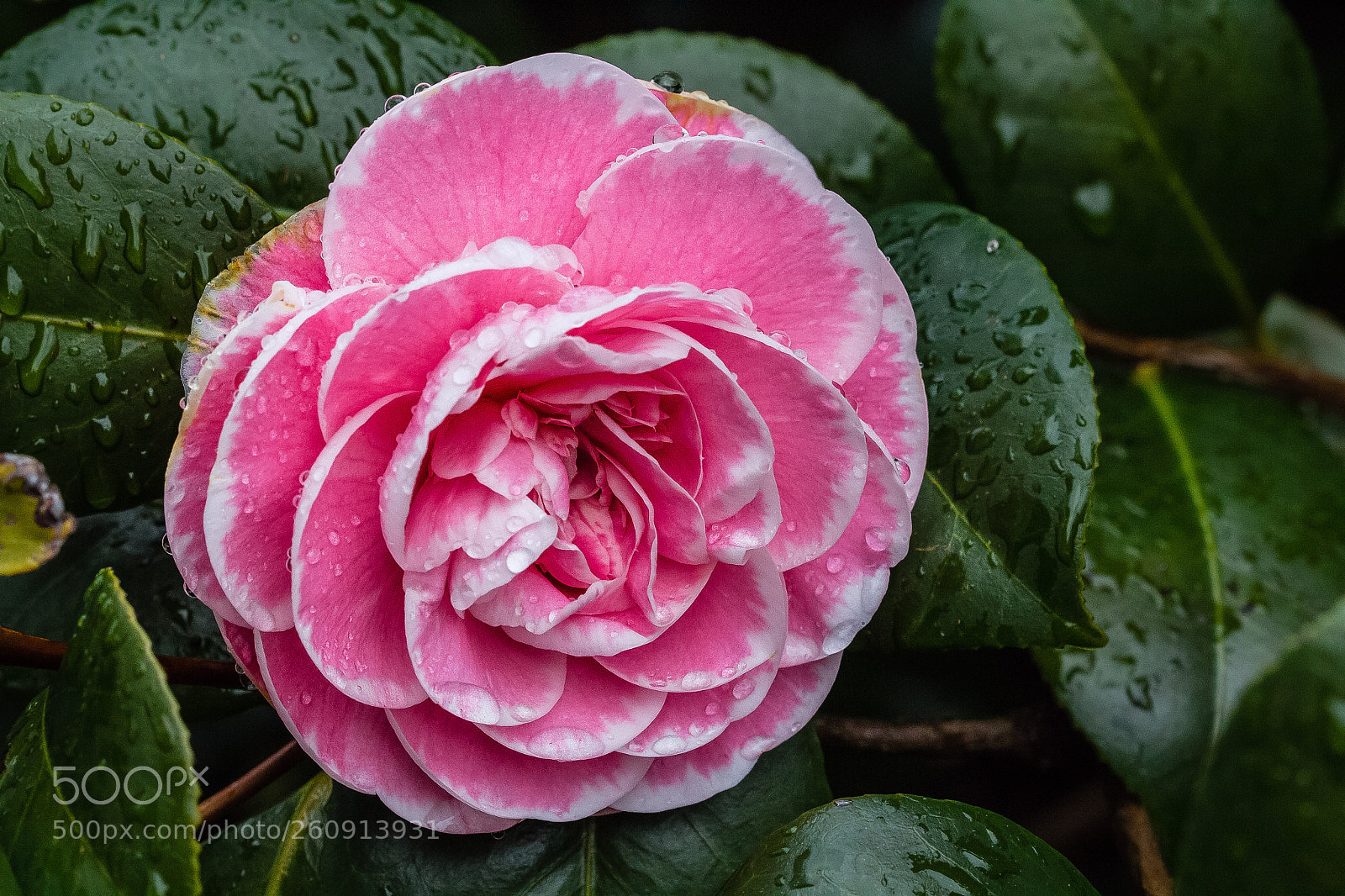 Canon EOS 60D sample photo. Camellia photography