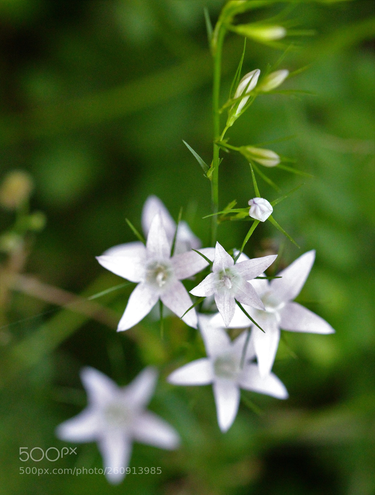 Canon EOS 700D (EOS Rebel T5i / EOS Kiss X7i) sample photo. Morning stars photography