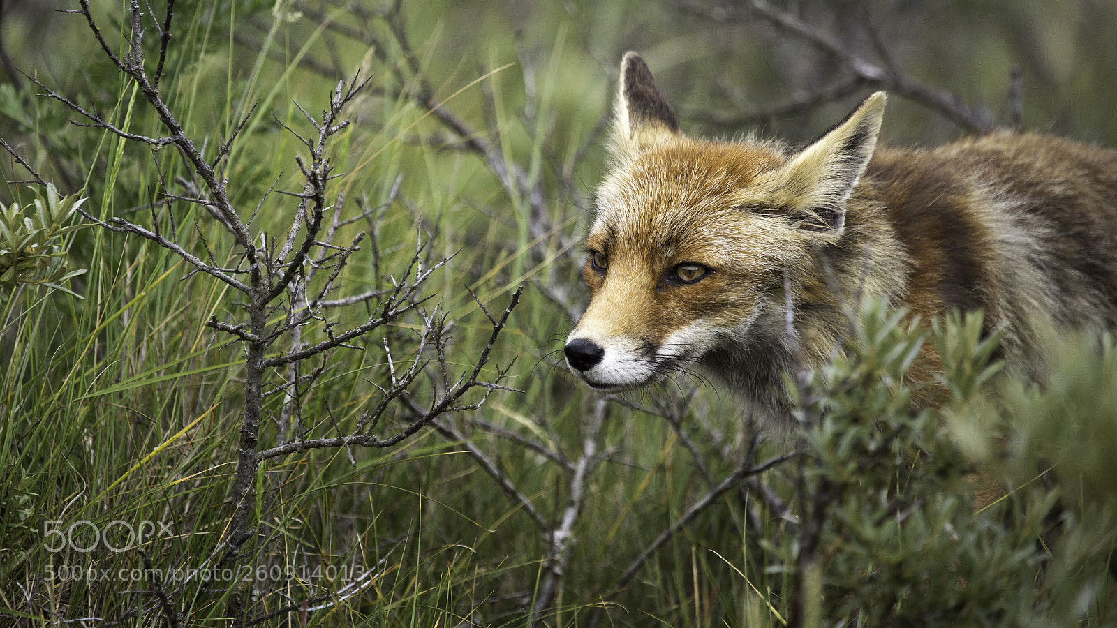 Canon EOS 6D sample photo. Fox photography