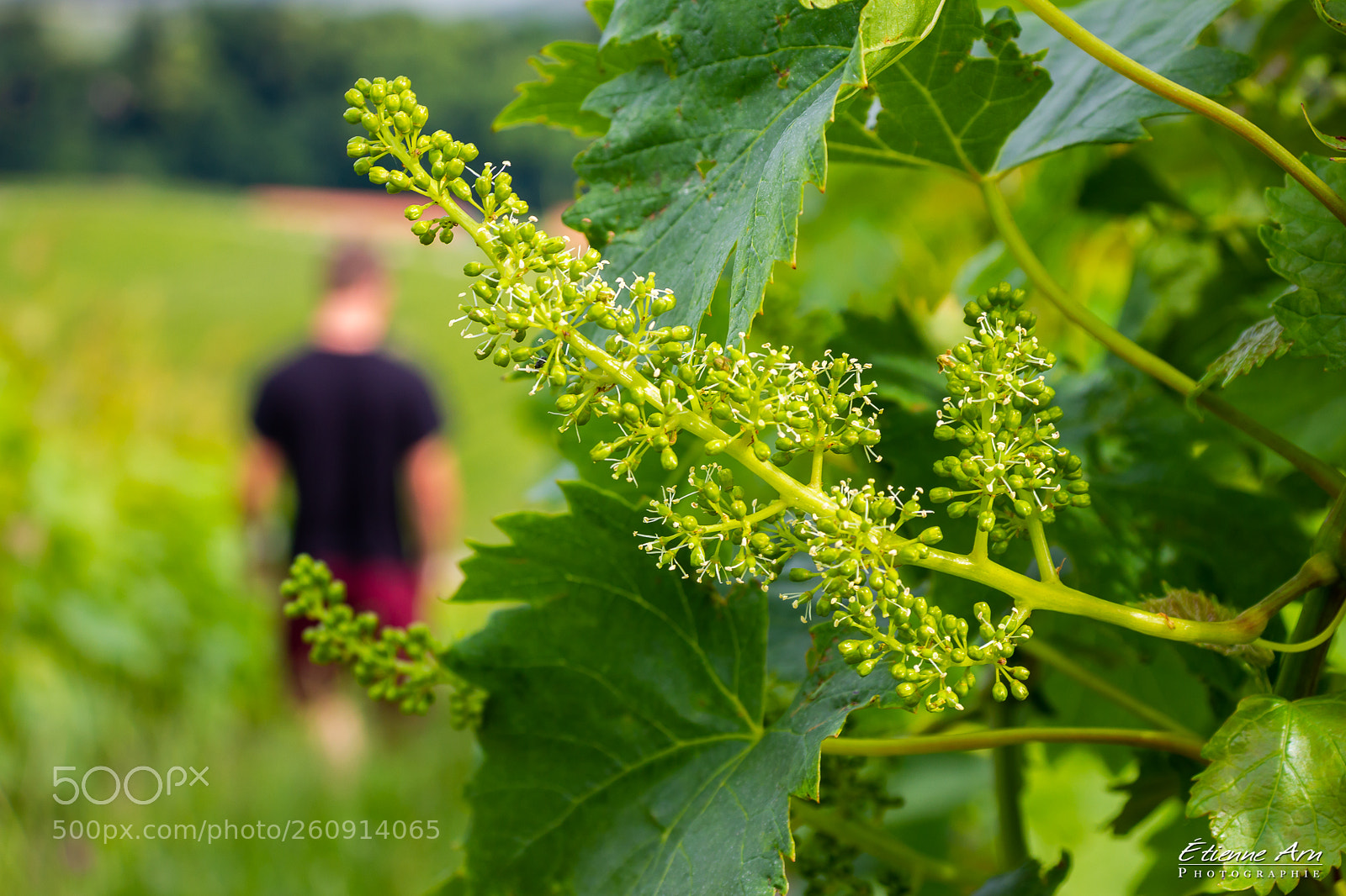 Canon EOS 550D (EOS Rebel T2i / EOS Kiss X4) sample photo. The winemaker photography