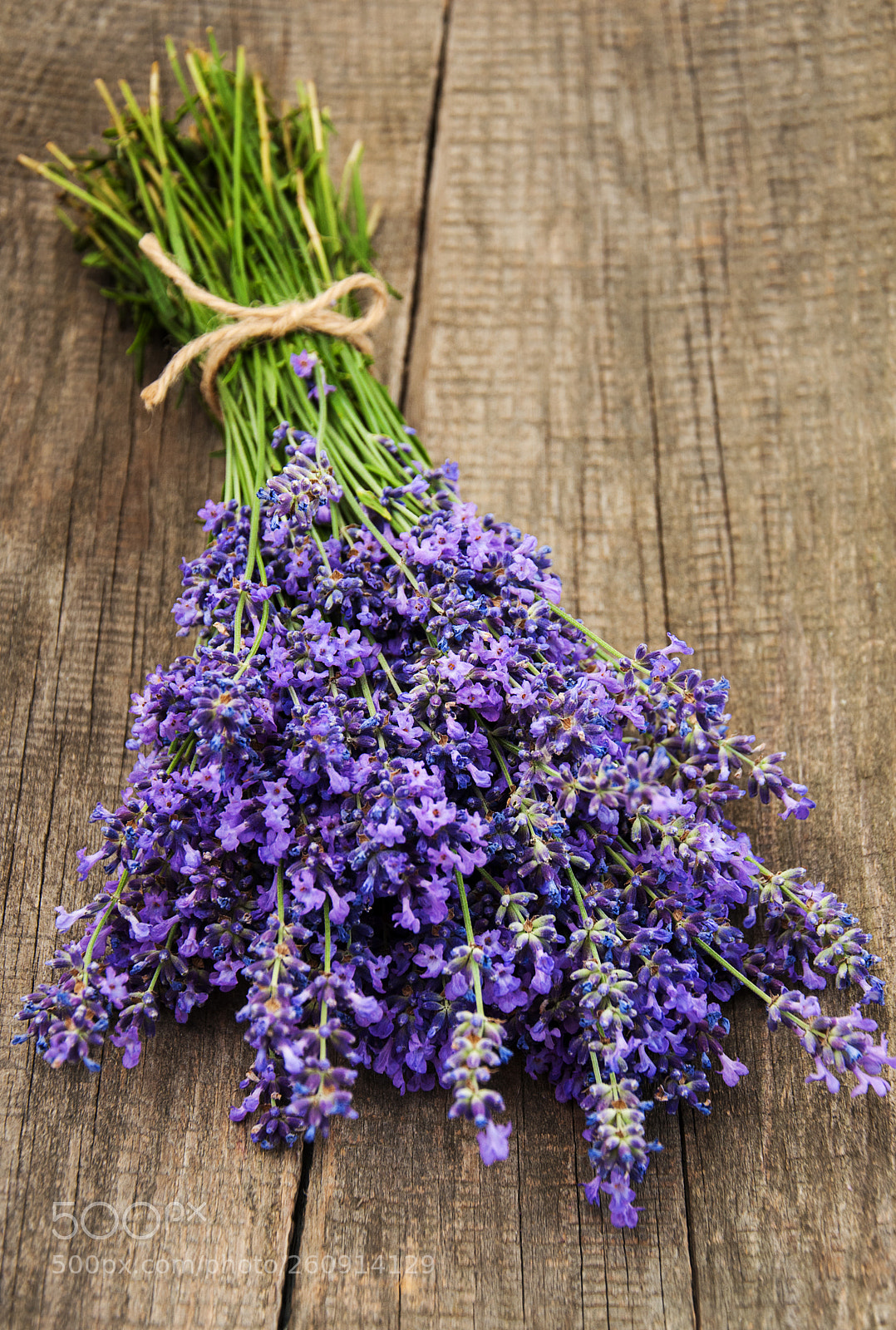 Nikon D90 sample photo. Bunch of lavender photography