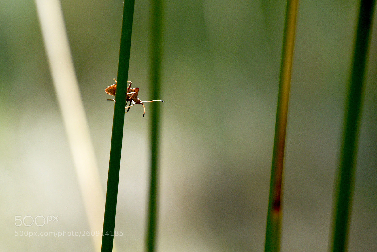 Nikon D5500 sample photo. Contraluz photography