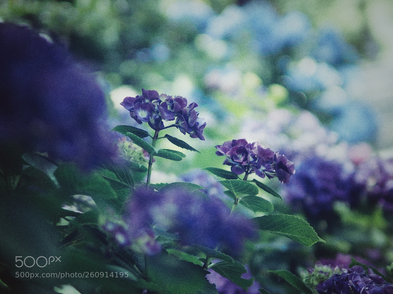 Olympus OM-D E-M10 sample photo. Hydrangea photography