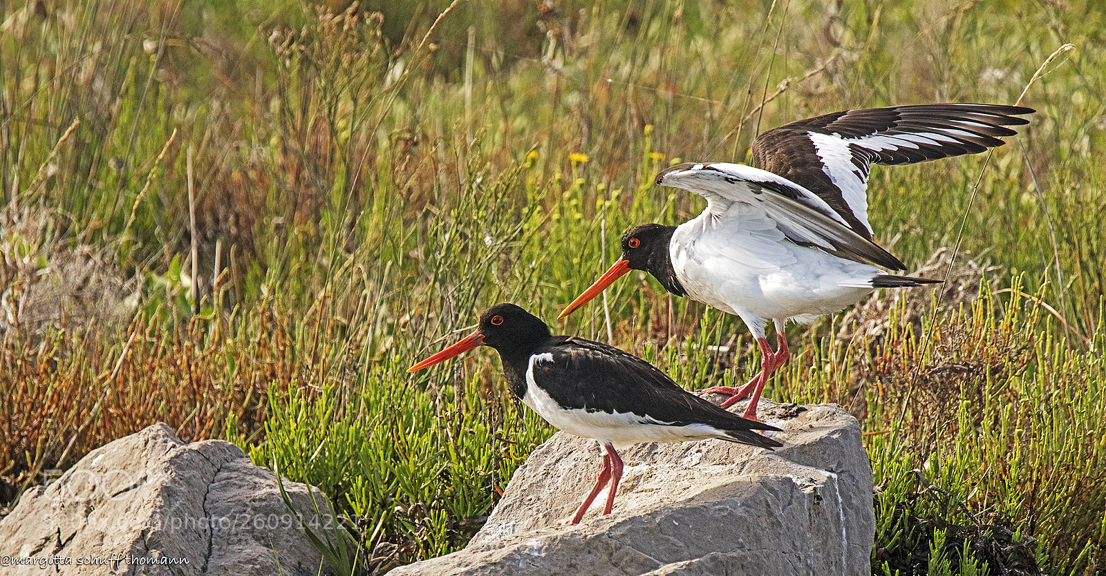 Canon EOS 7D Mark II sample photo. Eurasian oystercatcher photography