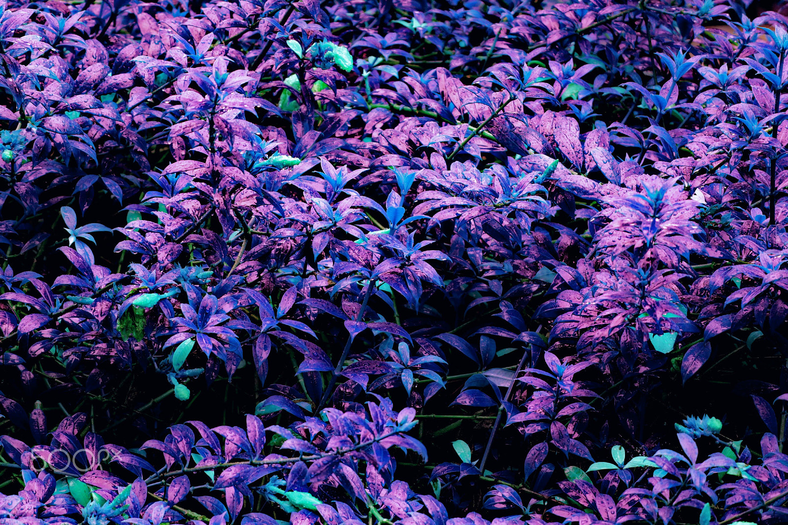 Canon EOS M50 (EOS Kiss M) sample photo. Vibrant flowers photography