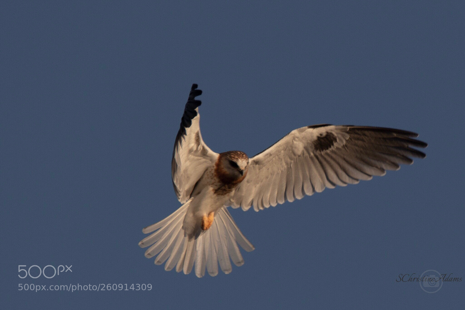 Canon EOS 7D Mark II sample photo. Feather dance white tail photography