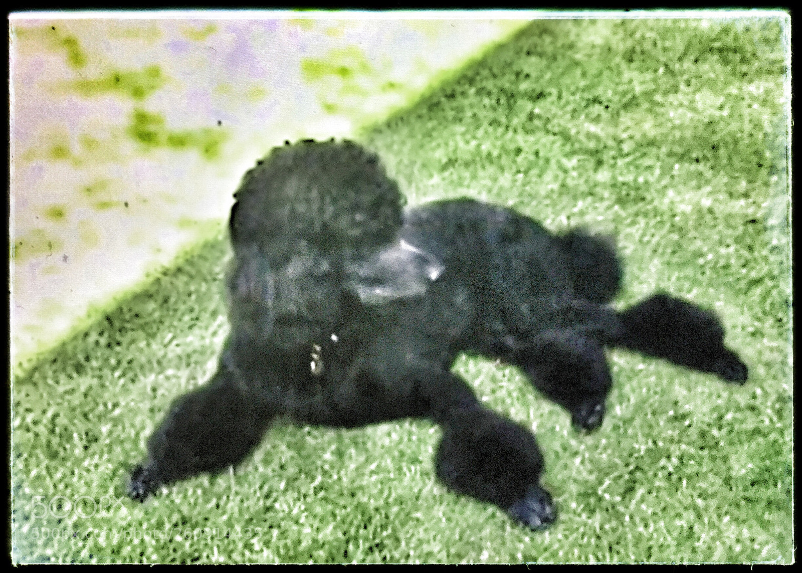 Apple iPhone 6 Plus sample photo. Popmixer.a dog has got photography