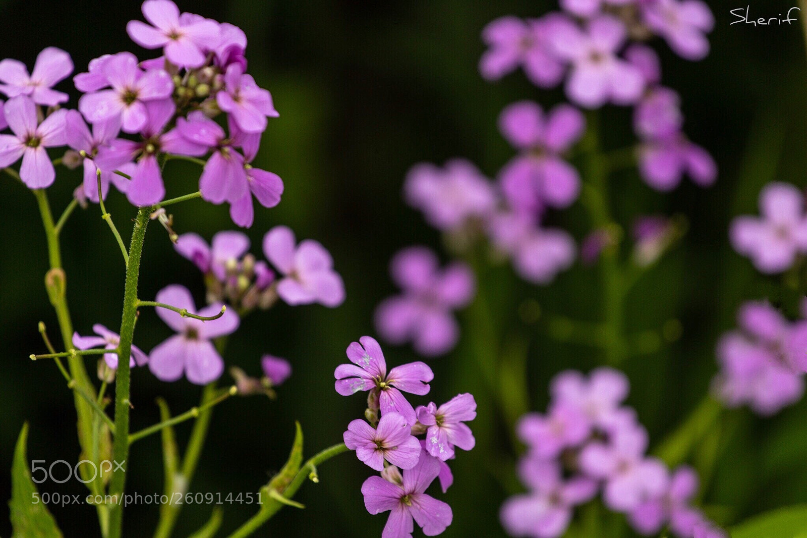 Canon EOS 750D (EOS Rebel T6i / EOS Kiss X8i) sample photo. Bright  photography