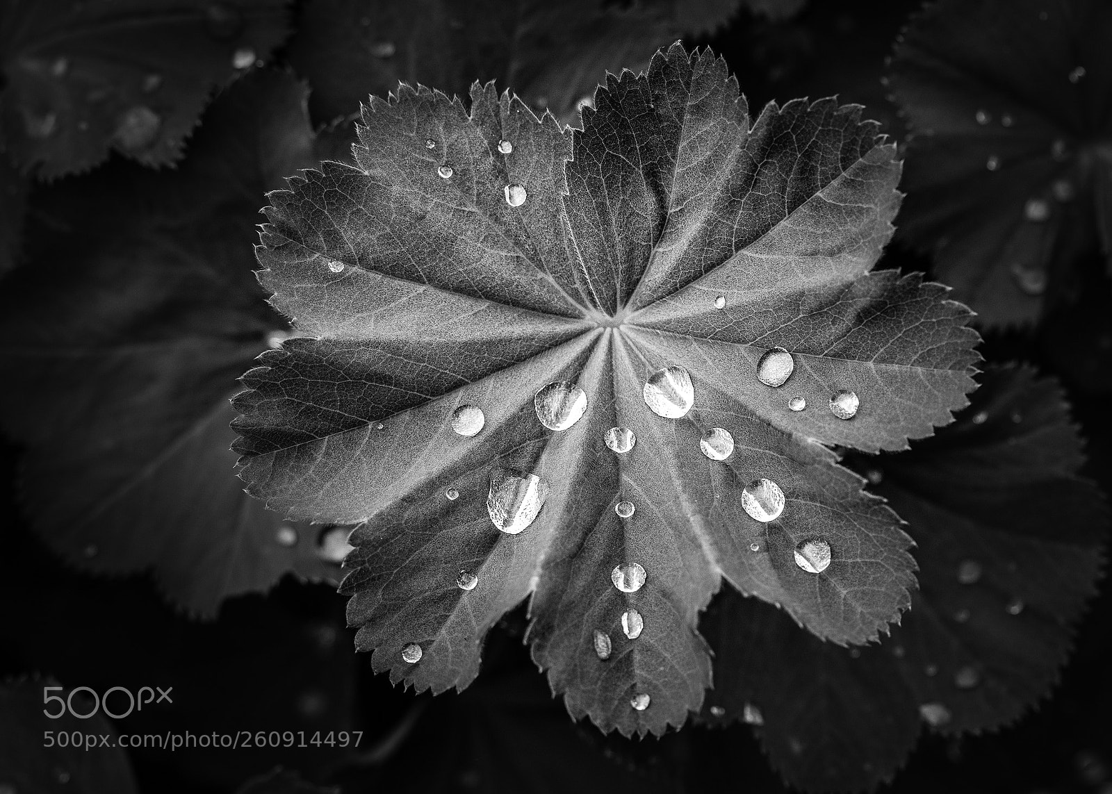 Canon EOS 7D sample photo. Drops in b/w photography
