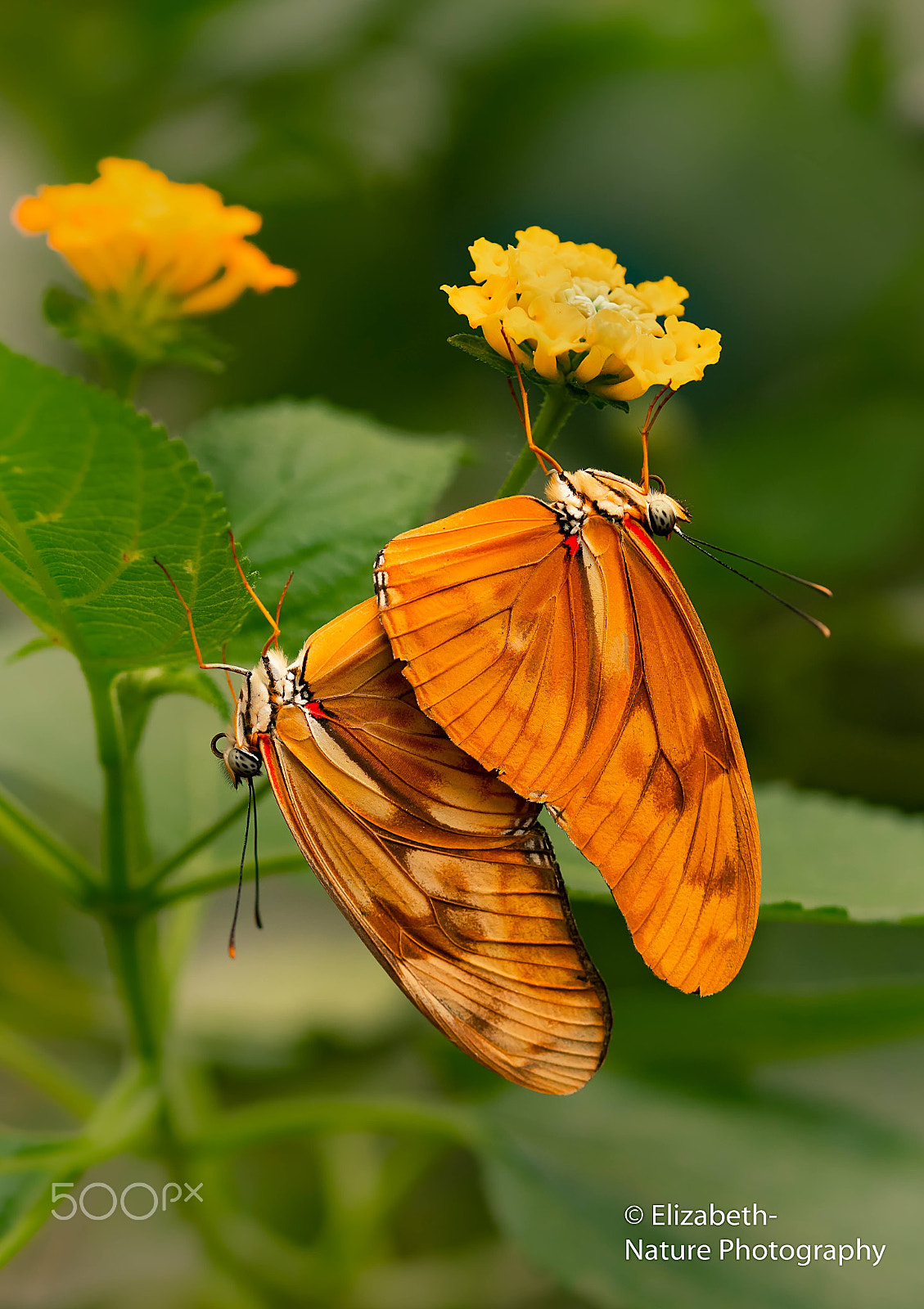Nikon D500 sample photo. Julia butterfly mating in the butterfly garden photography