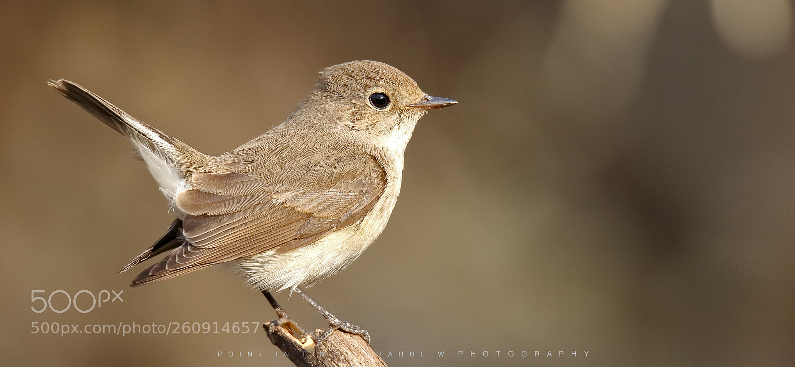 Canon EOS 7D Mark II sample photo. Red breasted flycatcher (f) photography
