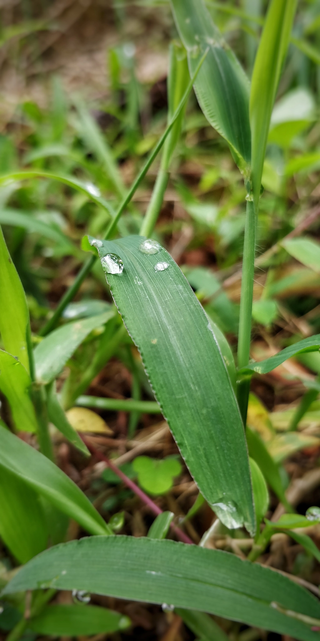 OnePlus 5T sample photo. Smile photography