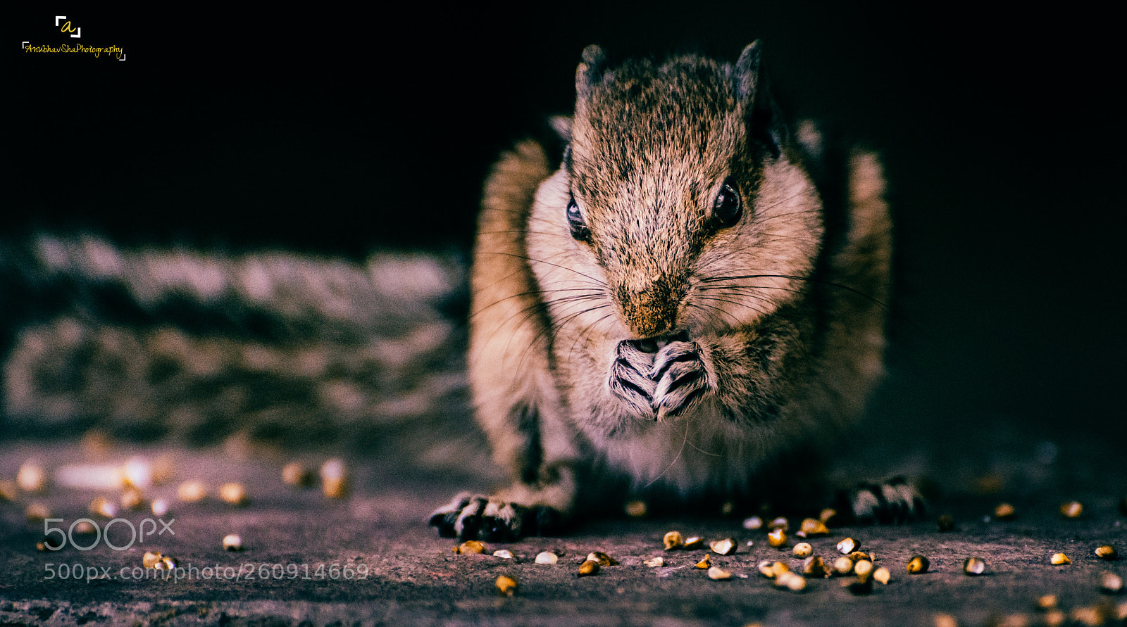 Nikon D5200 sample photo. Squirrel photography