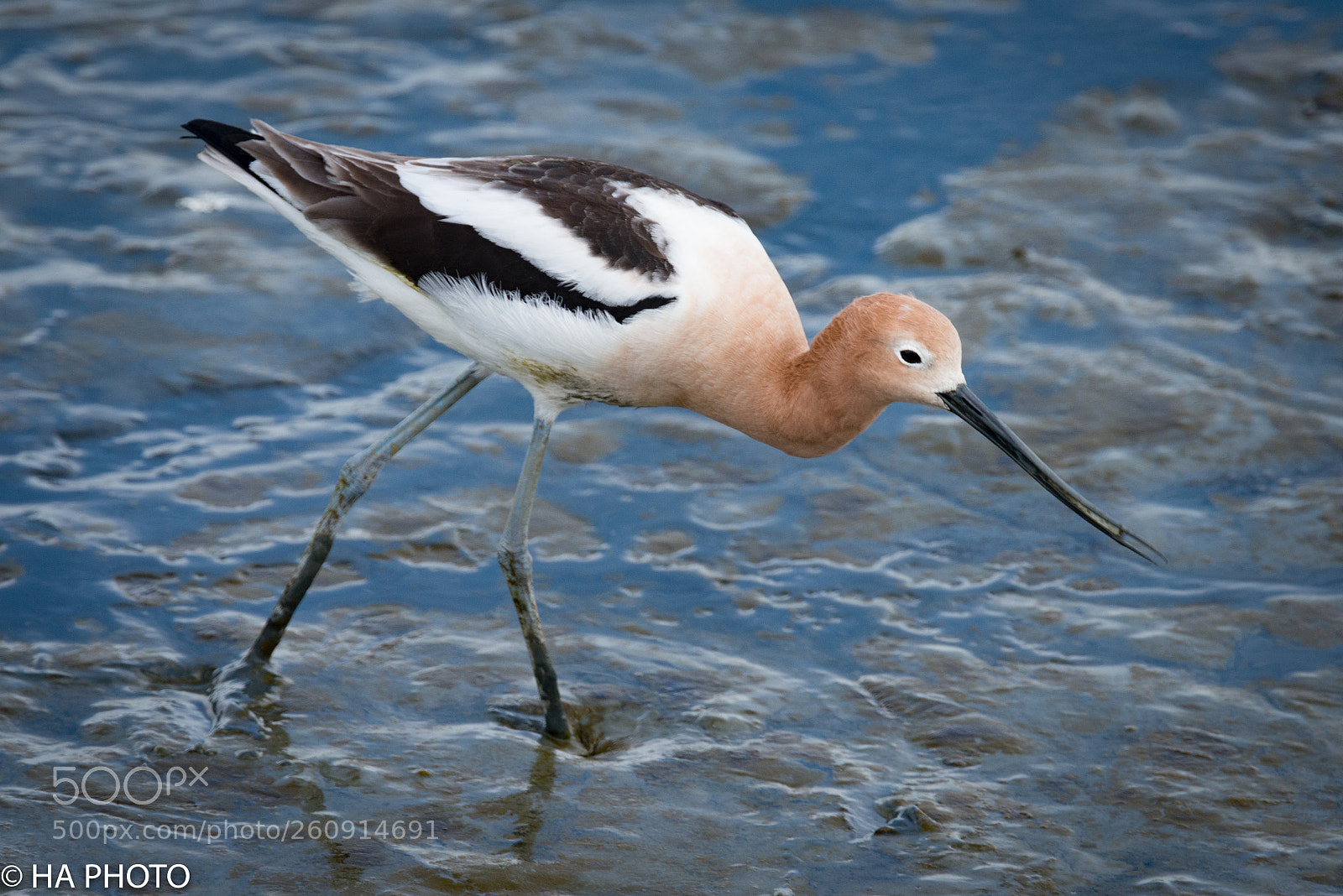 Nikon D800 sample photo. American avocet photography