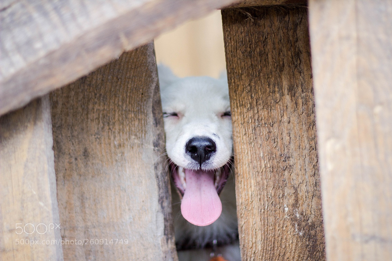 Canon EOS 60D sample photo. Smiling puppy photography