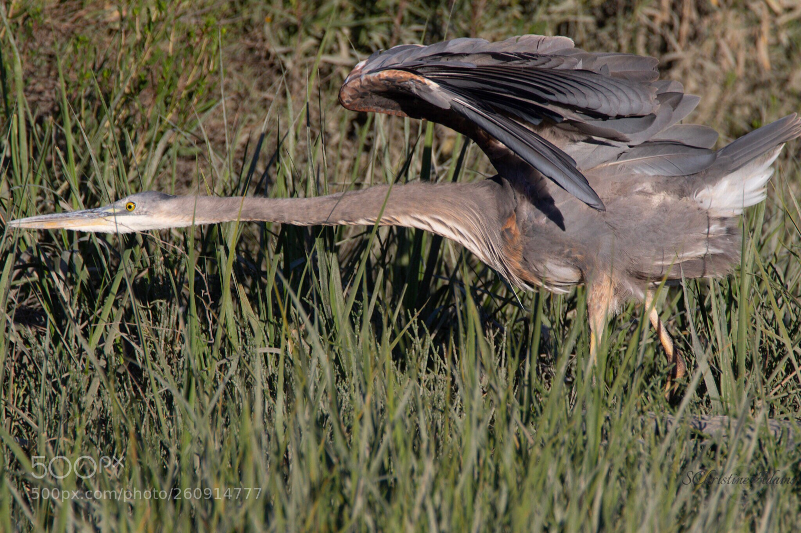 Canon EOS 7D Mark II sample photo. Stalk juvenile great blue photography