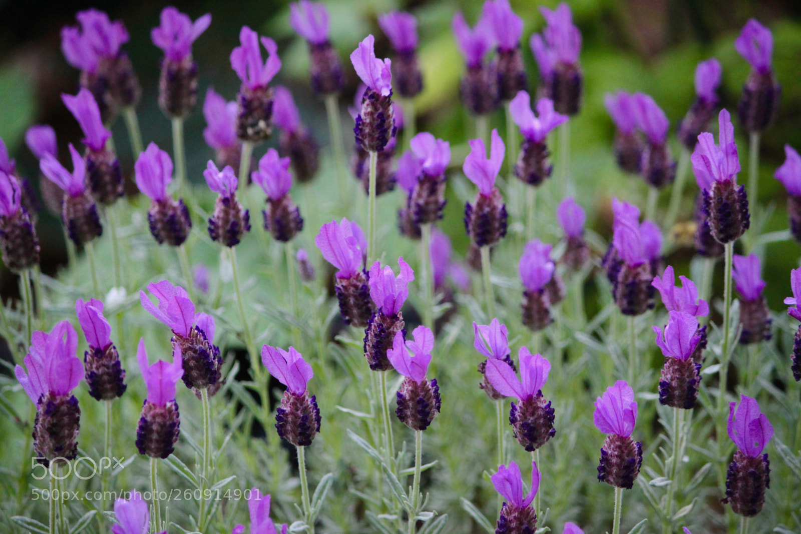 Canon EOS 500D (EOS Rebel T1i / EOS Kiss X3) sample photo. Flights of violet photography