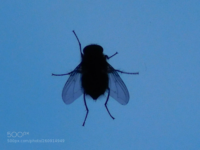 Nikon Coolpix B500 sample photo. Silhouette photography