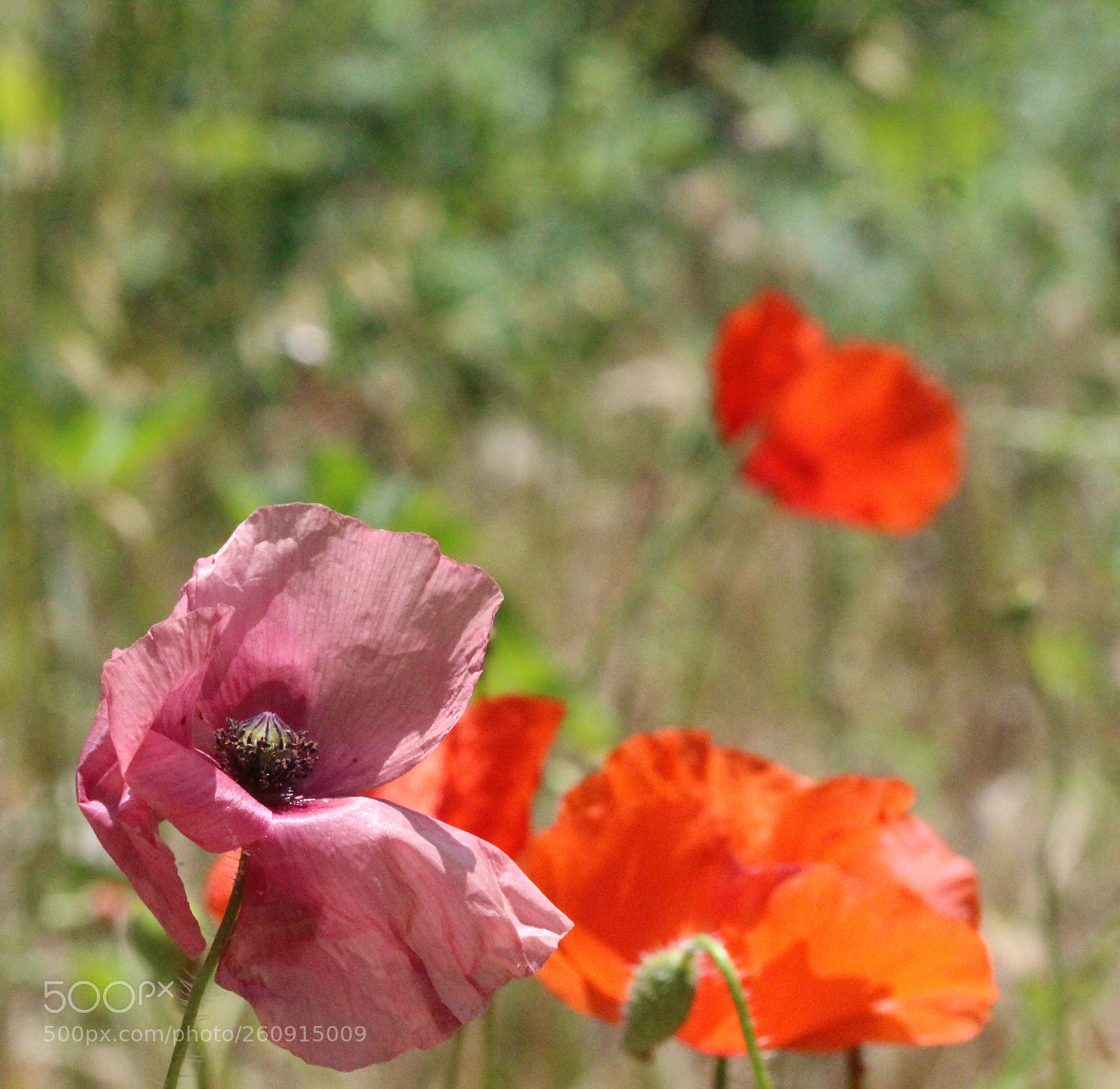 Canon EOS 700D (EOS Rebel T5i / EOS Kiss X7i) sample photo. Pale photography