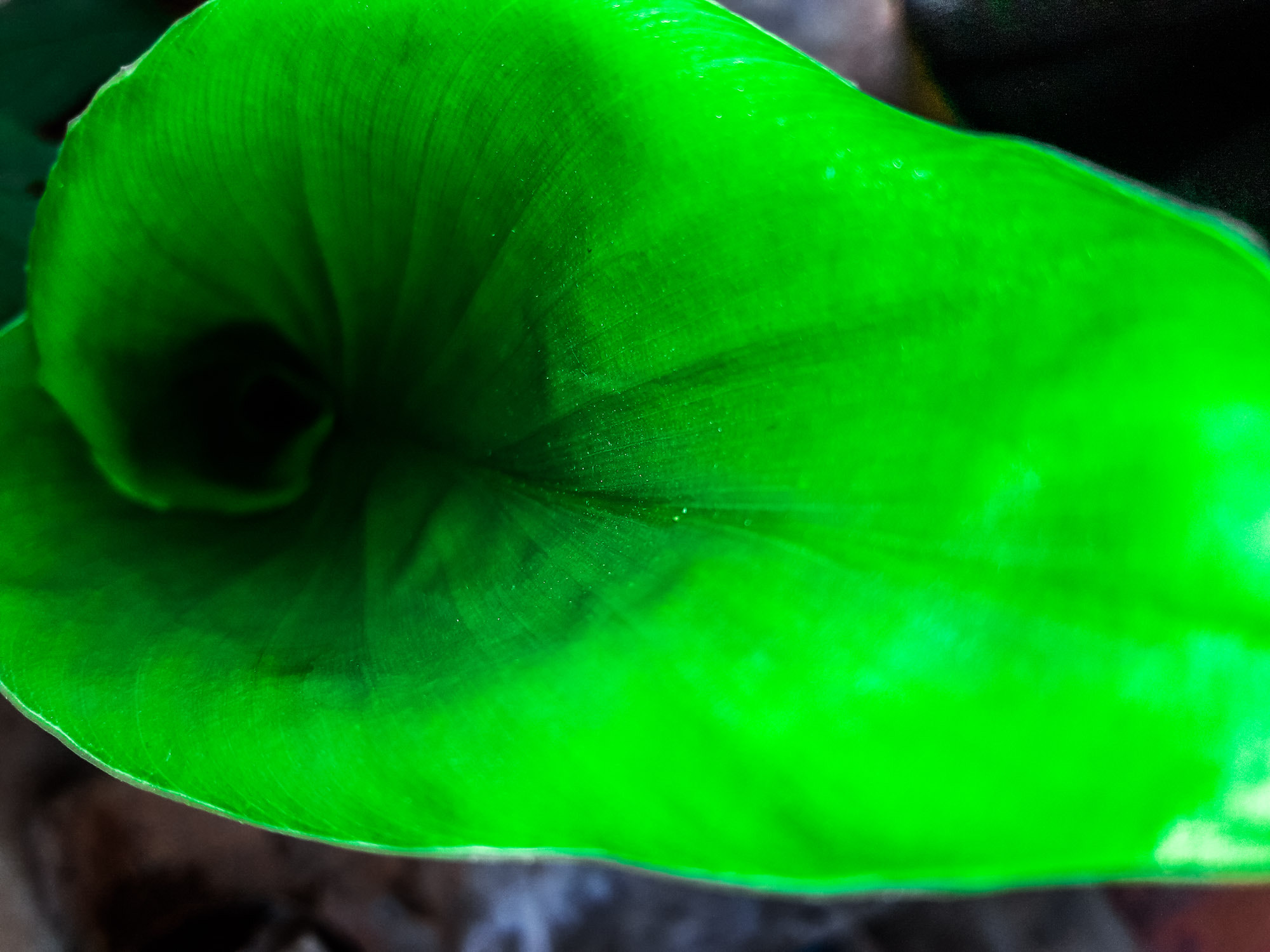 Samsung Galaxy J7 Neo sample photo. Leaf inside view photography
