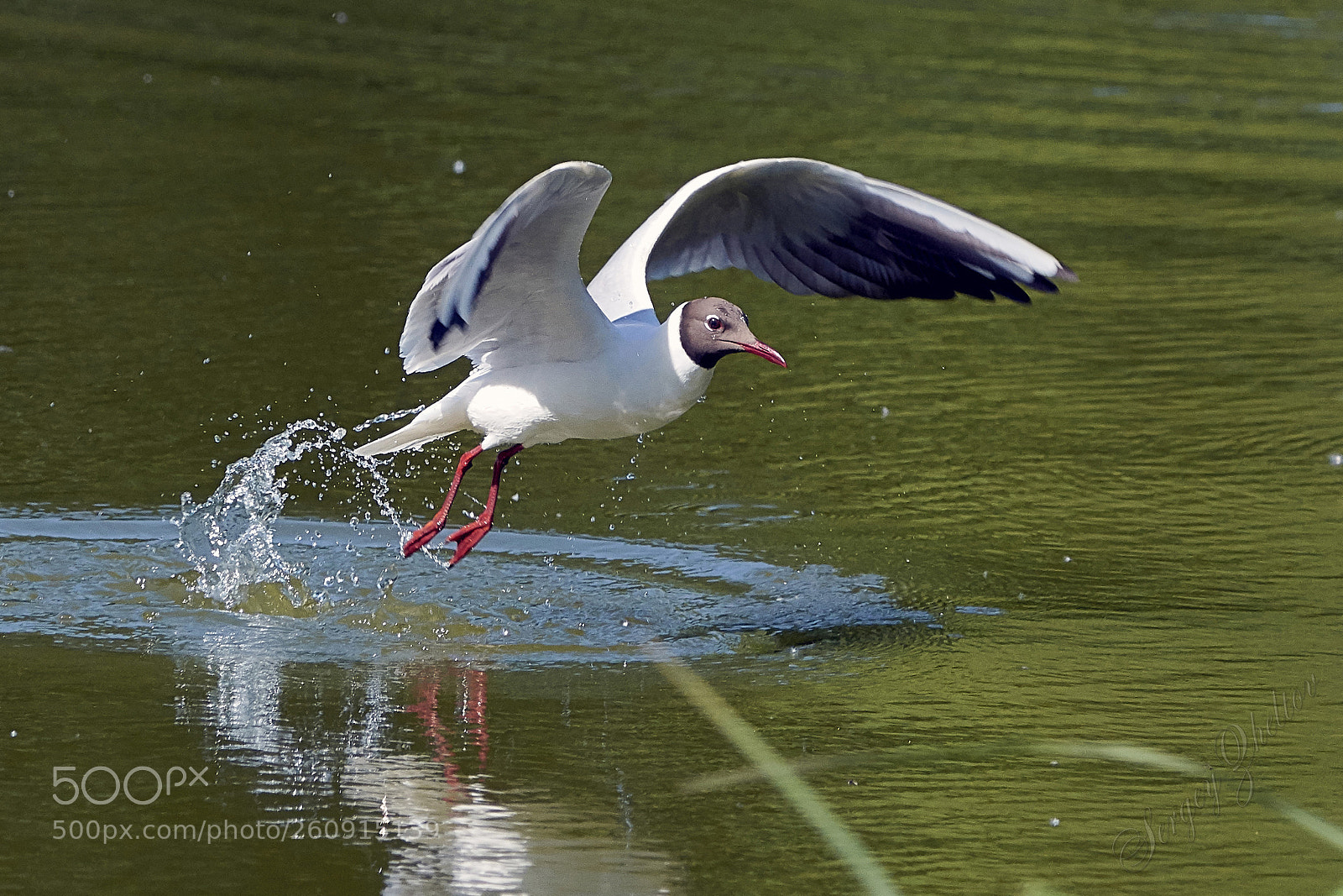 Nikon D7100 sample photo. Takeoff photography
