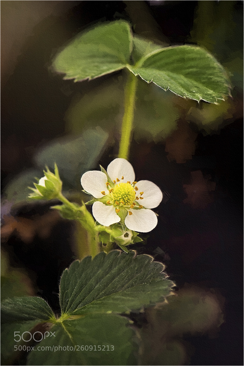 Nikon D810 sample photo. Web photography