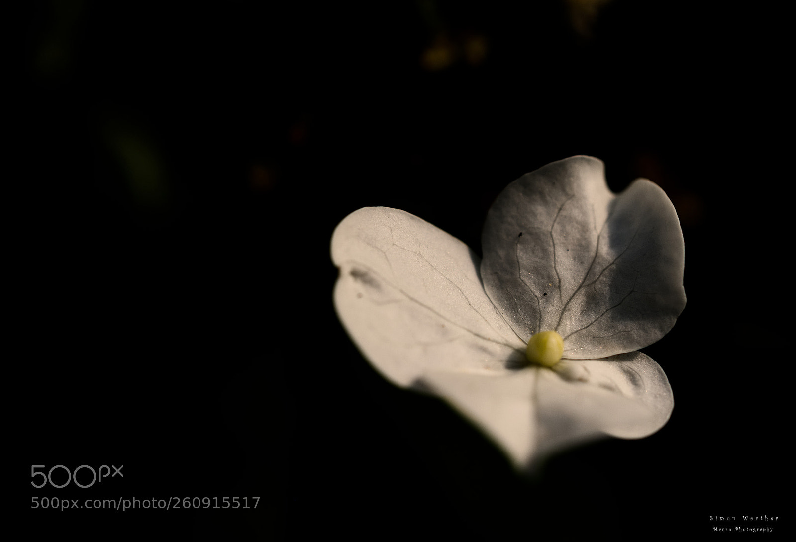 Nikon D5600 sample photo. O.t. photography