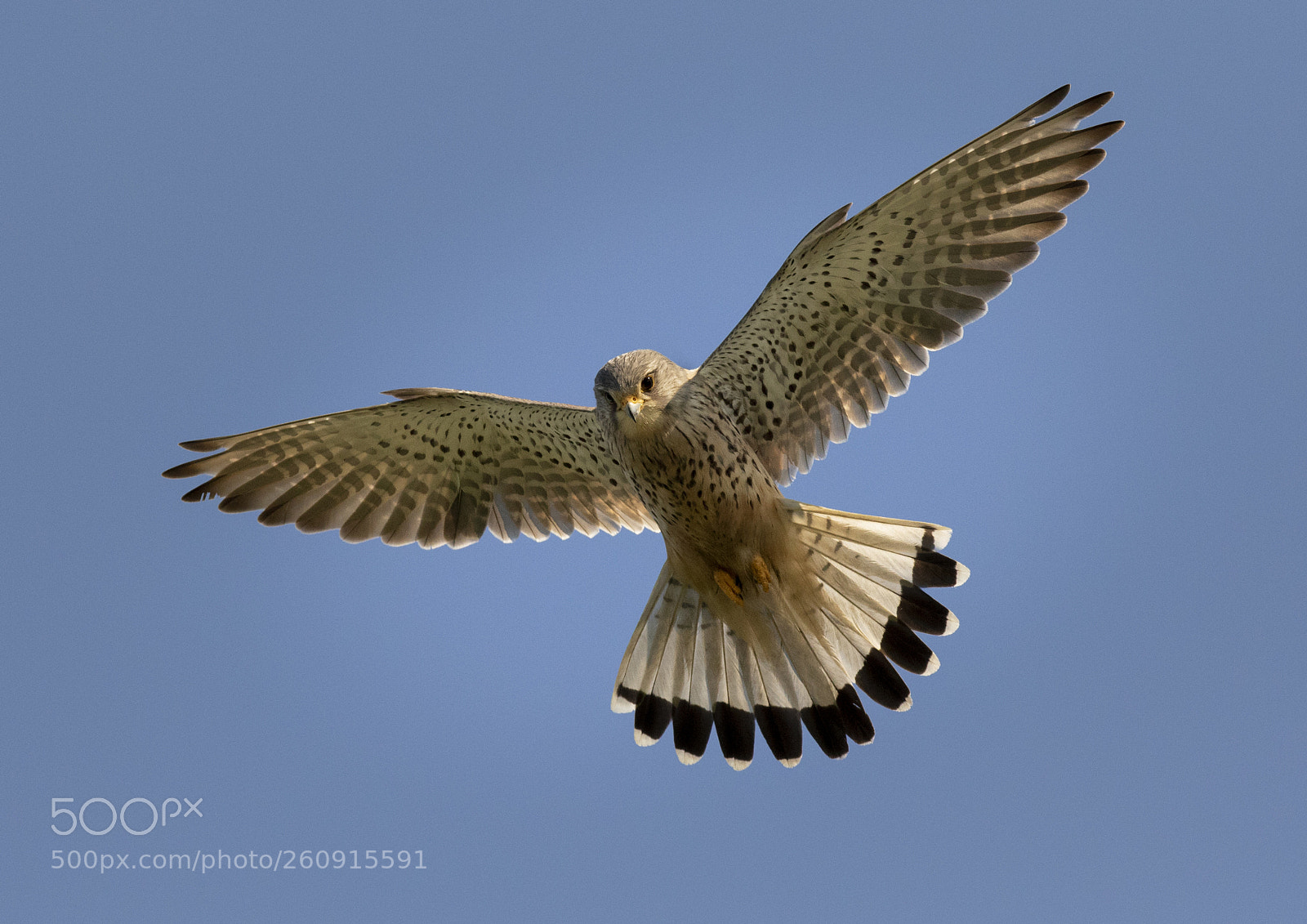 Canon EOS 7D Mark II sample photo. Kestrel hovering photography