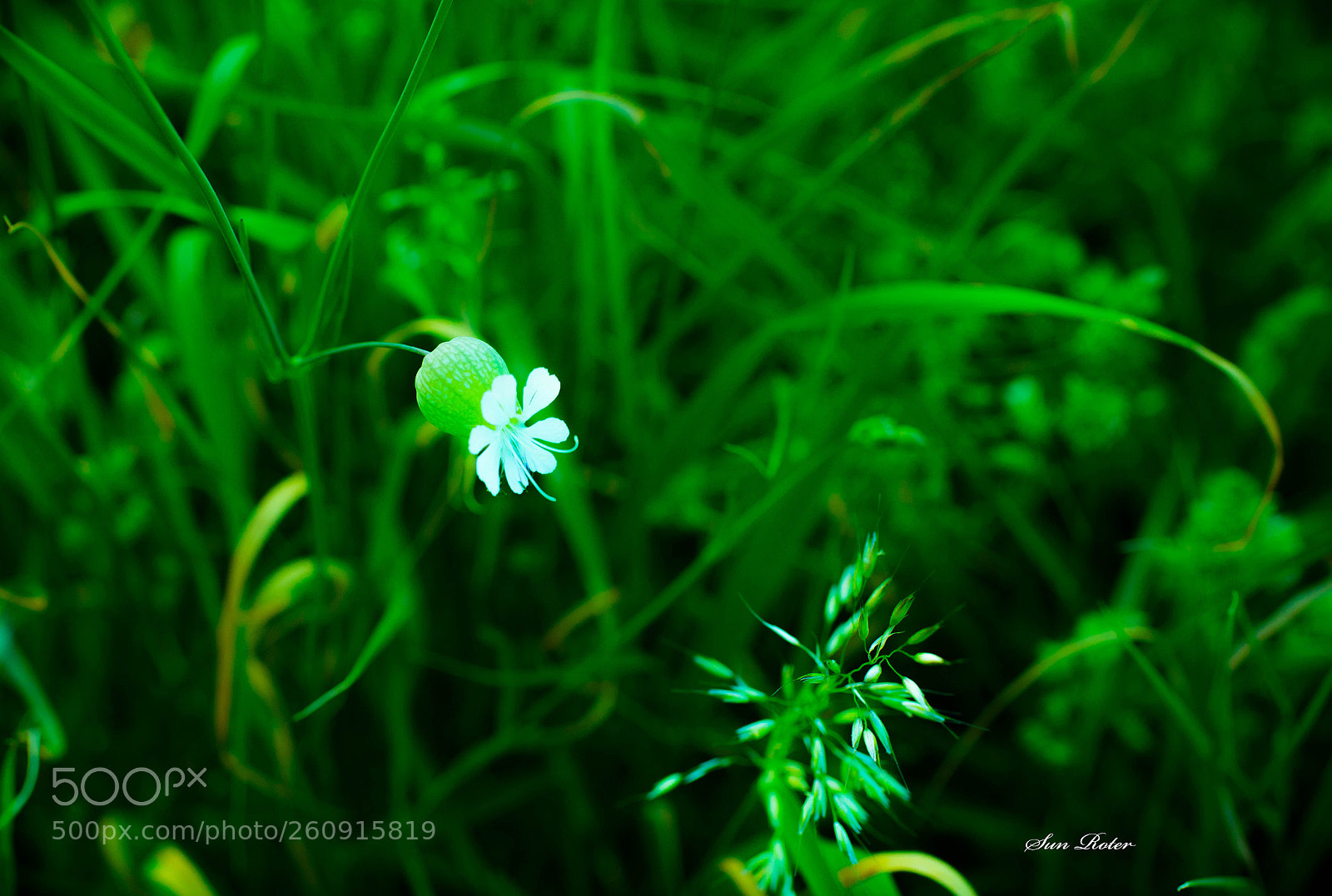 Nikon D600 sample photo. Spring color photography