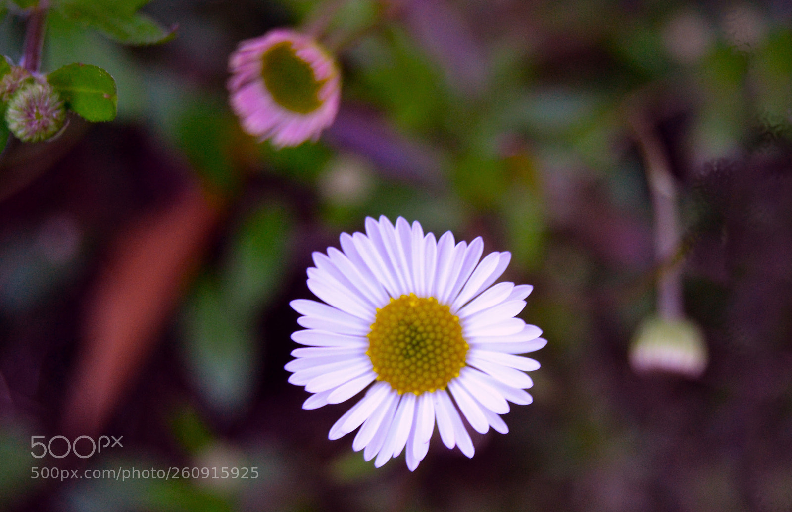 Nikon D3100 sample photo. Flor photography